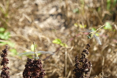 Onychogomphus forcipatus