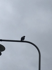 Corvus cornix