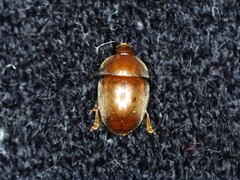 Cychramus luteus