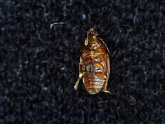 Cychramus luteus