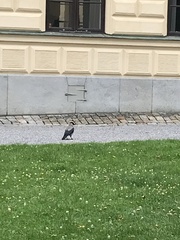 Corvus cornix