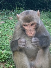 Macaca mulatta