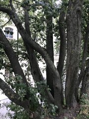 Scandosorbus intermedia