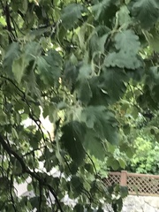 Scandosorbus intermedia