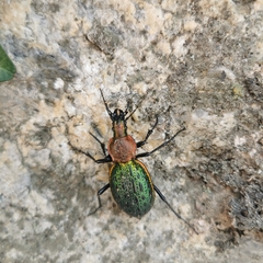 Carabus lafossei