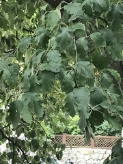 Scandosorbus intermedia