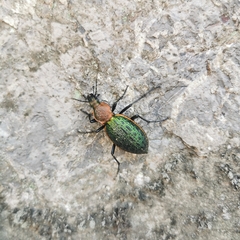 Carabus lafossei