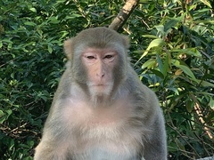 Macaca mulatta