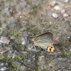 Choaspes hemixanthus