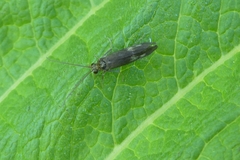 Neureclipsis bimaculata