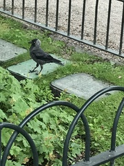 Corvus monedula