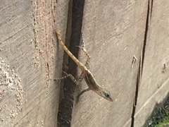 Anolis wattsii