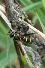 Parancistrocerus fulvipes