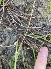 Mesomelaena tetragona