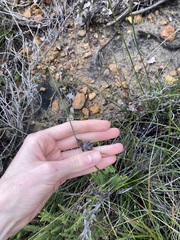 Mesomelaena tetragona