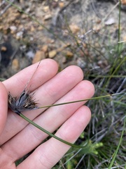 Mesomelaena tetragona