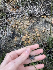 Mesomelaena tetragona