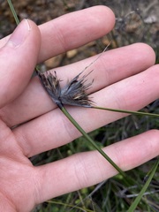 Mesomelaena tetragona