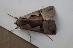 Autographa ampla