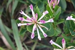 Wikstroemia monnula