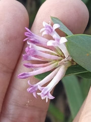 Wikstroemia monnula