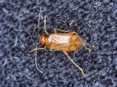 Pinalitus rubricatus