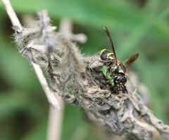 Parancistrocerus fulvipes