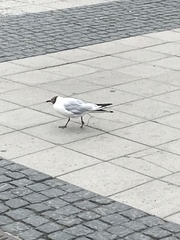 Chroicocephalus ridibundus