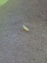 Cacopsylla annulata