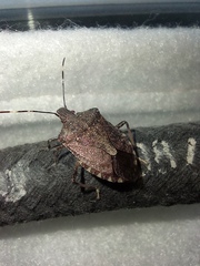 Halyomorpha halys