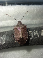 Halyomorpha halys