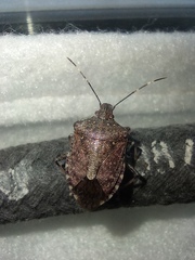 Halyomorpha halys