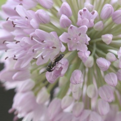 Hylaeus