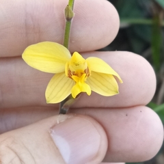 Spathoglottis pubescens