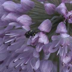 Hylaeus