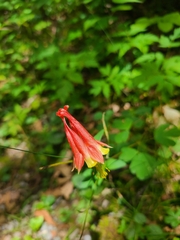 Aquilegia elegantula