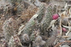 Austrocylindropuntia shaferi