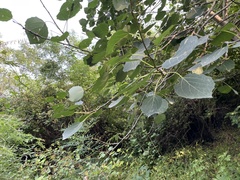 Populus davidiana