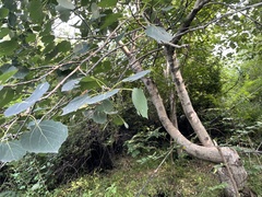 Populus davidiana