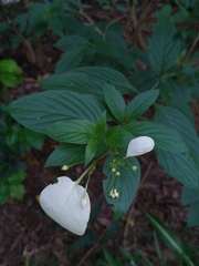 Pseudomussaenda flava