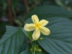 Pseudomussaenda flava