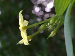 Pseudomussaenda flava