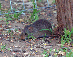 Sigmodon ochrognathus