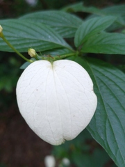 Pseudomussaenda flava