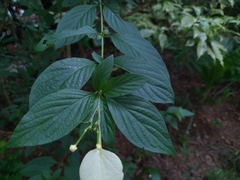 Pseudomussaenda flava