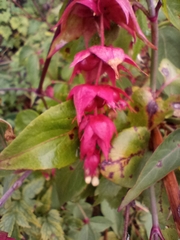 Leycesteria formosa