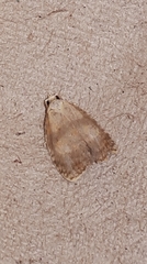 Acleris curvalana