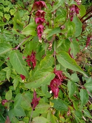 Leycesteria formosa