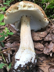 Boletus nobilissimus
