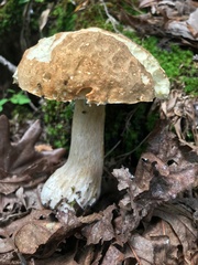 Boletus nobilissimus